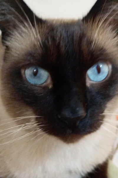 El periódico del gato «Bola de pelo»