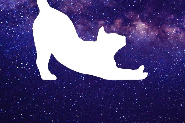 ¿Quién es ese gato?