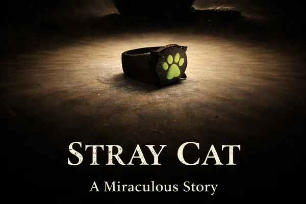 Stray Cat: A Miraculous Story