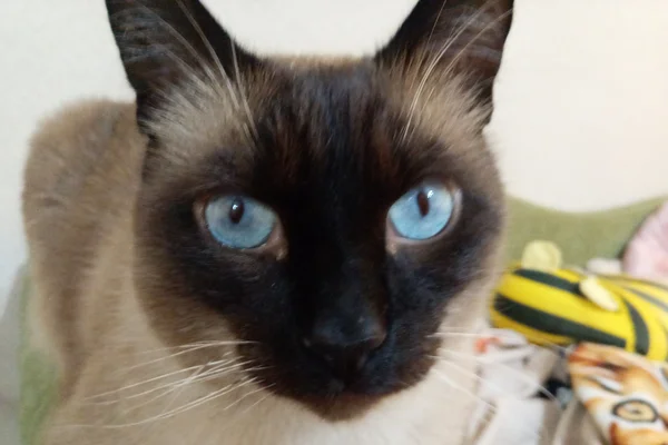 El periódico del gato «Bola de pelo»